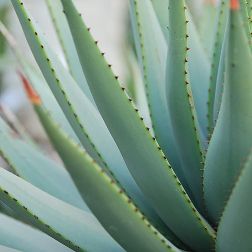 agave-sisal agave sisal
