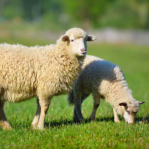 merino-schurwolle merino schurwolle